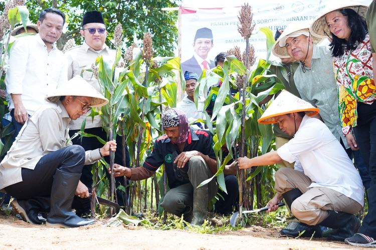 Menhut Panen Perdana Sorgum di Lahan Perhutanan Sosial, Dukung Swasembada Pangan Nasional 35