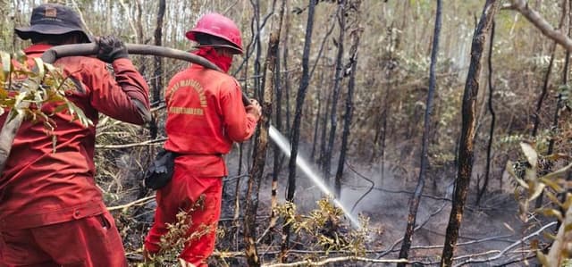 Kemenhut Perkuat Operasi Terpadu dan Penegakan Hukum Karhutla di Sumatera Selatan 958340