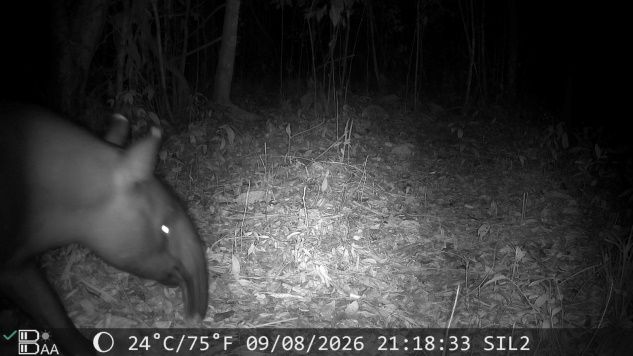 kamera-trap-rekam-dua-ekor-tapir-di-areal-hcv-pt-silva-inhutani-mesuji-lampung
