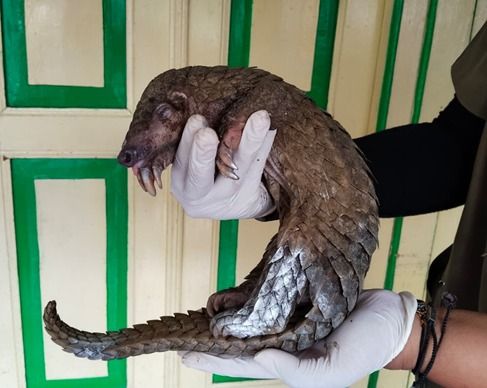 Komitmen Jaga Kekayaan Hayati, Gakkum Kehutanan Limpahkan Tersangka Perdagangan Satwa Dilindungi ke Kejari Magelang