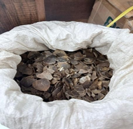 Gakkum Kehutanan Gagalkan Perdagangan Sisik Trenggiling di Medan