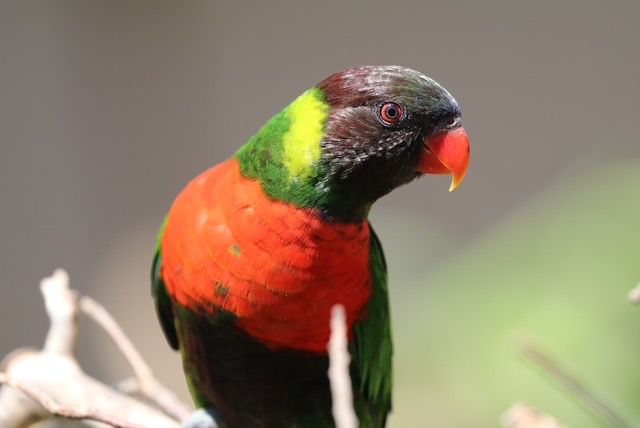  Menhut Raja Antoni: Kepulangan 40 Burung Perkici Dada Merah, Simbol Kepercayaan Dunia pada Konservasi Indonesia