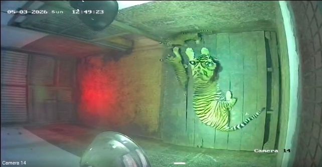 Kelahiran Dua Individu Harimau Sumatera di Lembaga Konservasi Taman Satwa Lembah Hijau Bandar Lampung Perkuat Upaya Pelestarian Satwa Dilindungi