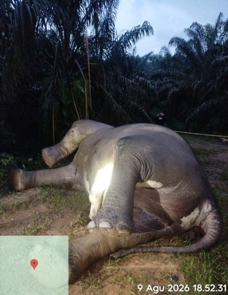 BKSDA Aceh Gerak Cepat Identifikasi Kematian Gajah Liar di Aceh Tamiang