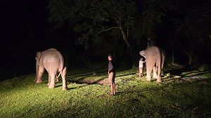 BKSDA Aceh Kerahkan Empat Gajah Terlatih untuk Percepat Pemulihan Pascabanjir di Pidie Jaya