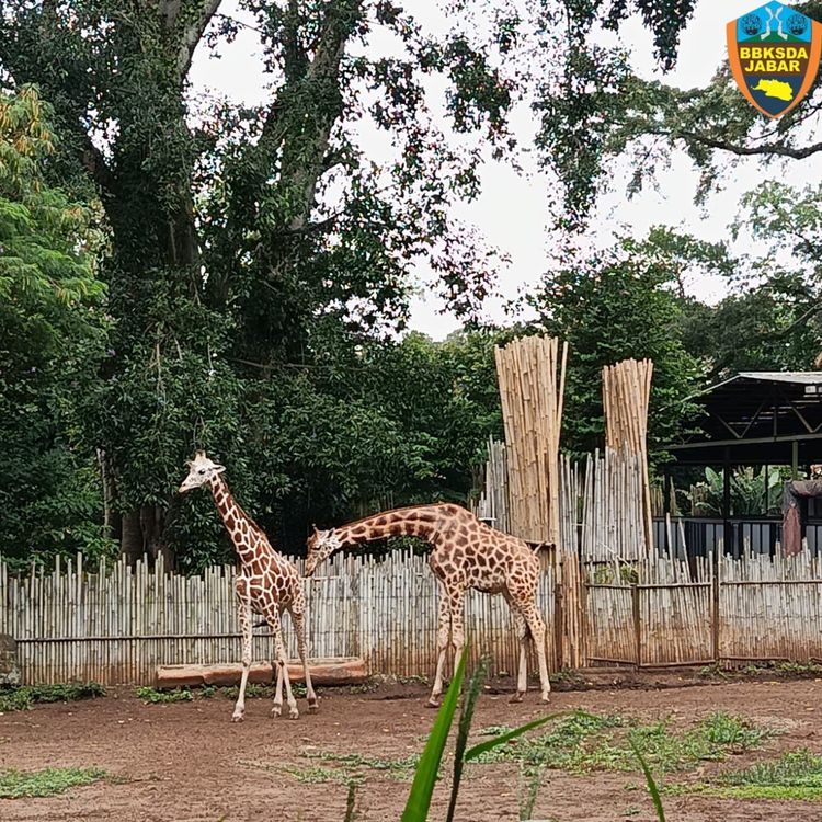 Keselamatan Satwa Jadi Prioritas: Kemenhut dan Pemkot Bandung Kawal Transisi Bandung Zoo menuju Pengelolaan Profesional
