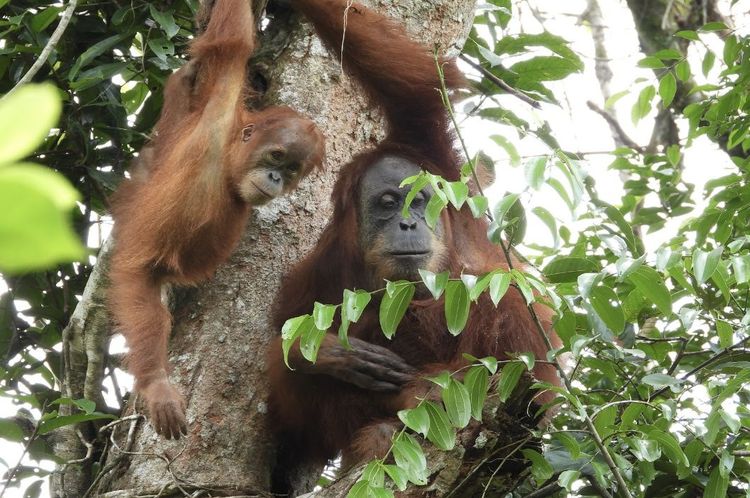 Generasi Baru Terus Bertumbuh di Cagar Alam Jantho, Orangutan Marconi Terpantau Bersama Anak Keduanya