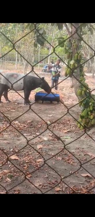 BKSDA Bengkulu Selamatkan Tapir Terperosok di Saluran Air Kebun Sawit Mesuji