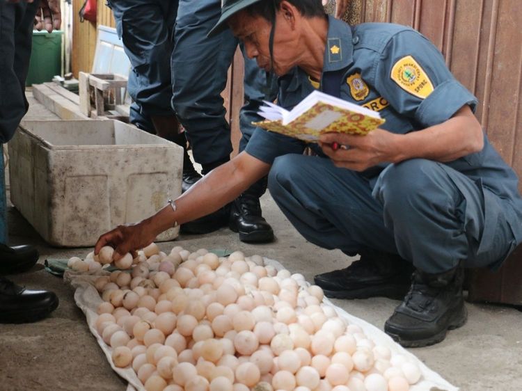 Kemenhut Ungkap Modus Perdagangan Satwa Dilindungi di Mimika, Empat Orang Ditetapkan Sebagai Tersangka