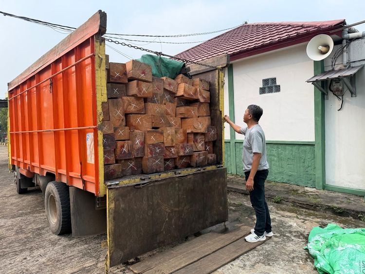 Kemenhut Gagalkan Pengangkutan Kayu Ilegal di Sanggau, Satu Tersangka Ditahan, Penyidik Telusuri Jaringan Peredaran