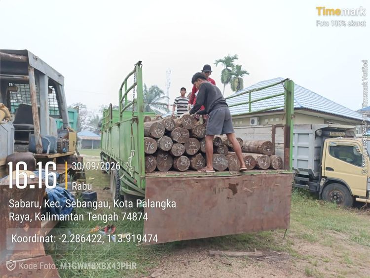 Tiga Bulan Buron, Kemenhut Tuntaskan Penyidikan Pemodal Illegal Logging di Kalimantan Tengah, Tersangka Diserahkan ke Jaksa