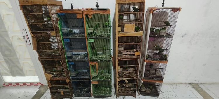 Temukan 101 Burung Dilindungi di Medan, Kemenhut Telusuri Keterkaitan Dengan Perkara Perdagangan Satwa Sebelumnya