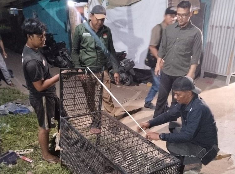 BBKSDA Riau Perkuat Sinergi Penanganan Konflik Monyet Ekor Panjang di Tembilahan, Riau