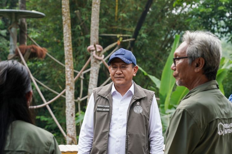 Wamenhut Tinjau PKRO SOCP dan Orangutan Haven, Empat Orangutan Sumatera Siap Dilepasliarkan ke Jambi