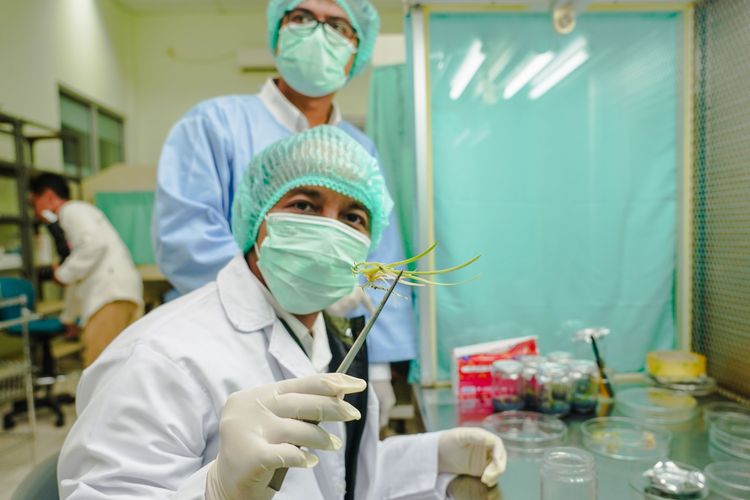 Ke Yogyakarta, Menhut Kunjungi Laboratorium Kultur Jaringan dan Genetika Molekuler Tanaman Hutan