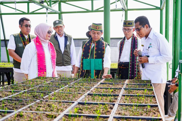 Menhut Tinjau Persemaian Labuan Bajo: Penghijauan Tingkatkan Kesejahteraan Masyarakat