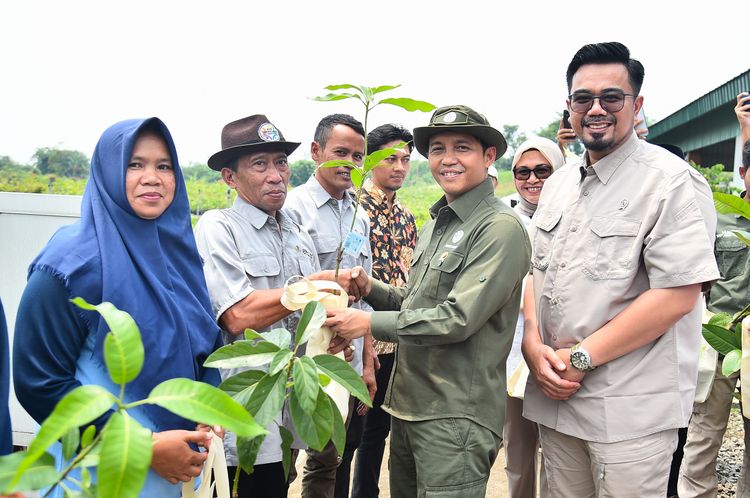 menhut-raja-antoni-17-juta-bibit-diberikan-gratis-untuk-masyarakat-hingga-akhir-2025