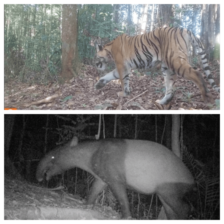 kamera-trap-ungkap-keberadaan-42-individu-harimau-sumatera-di-bengkulu