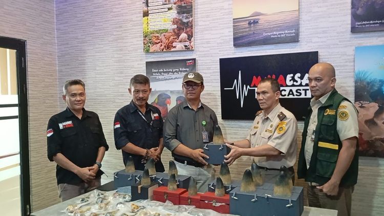 perkembangan-kasus-sindikat-perdagangan-satwa-liar-lintas-negara-di-manado-cula-badak-asli-wna-asal-tiongkok-diamankan-sebagai-tersangka