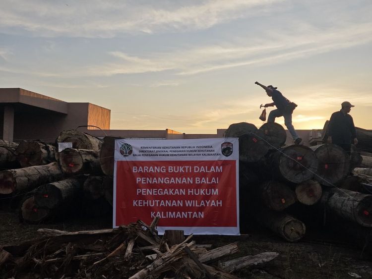 Kemenhut Tindak Peredaran Ratusan Kubik Kayu Bulat Ilegal di Ketapang, Kalimantan Barat