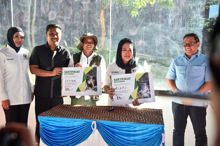 kelahiran-anak-harimau-sumatera-di-tmsbk-bukittinggi-harapan-baru-sepesies-langka-indonesia