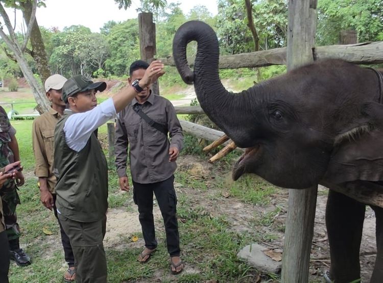 Menhut Pastikan Restorasi Habitat Tesso Nilo Berjalan: Rumah Gajah Domang dan Keluarga Aman