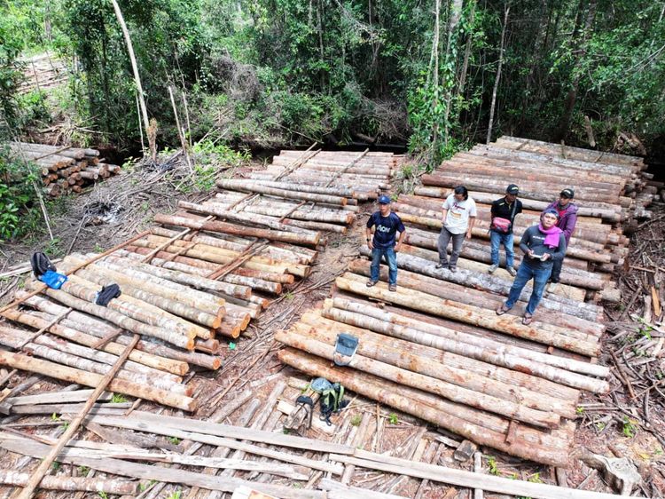 Gerak Cepat Gakkum Kehutanan Lacak Sumber Kayu Ilegal di Ketapang: Temukan Lokasi Tebangan dan Amankan Ribuan Batang Kayu
