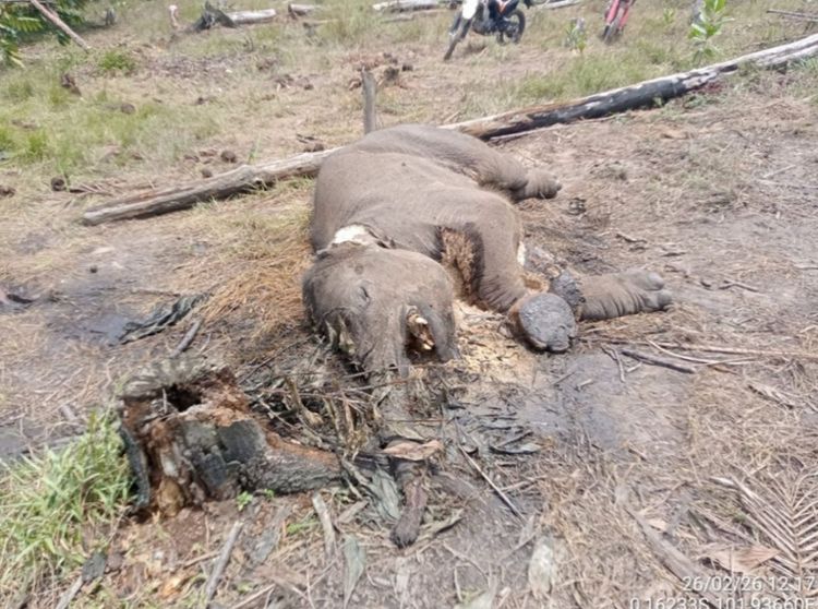 Balai TN Tesso Nilo Dalami Kematian Anak Gajah Liar di Resort Lancang Kuning
