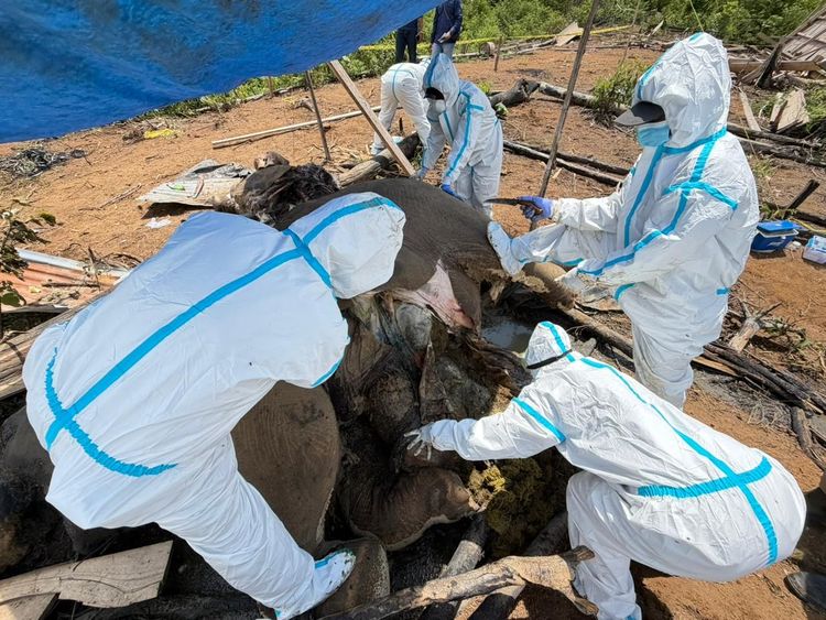 Kementerian Kehutanan Lakukan Investigasi Kematian Dua Gajah di Mukomuko, Bengkulu