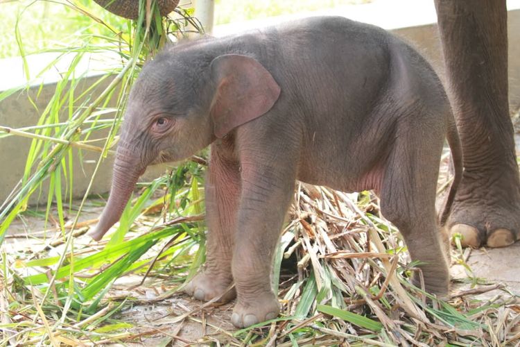 Anak Gajah Sumatera Lahir di Taman Satwa Lembah Hijau, Menhut Beri Nama “Rut”