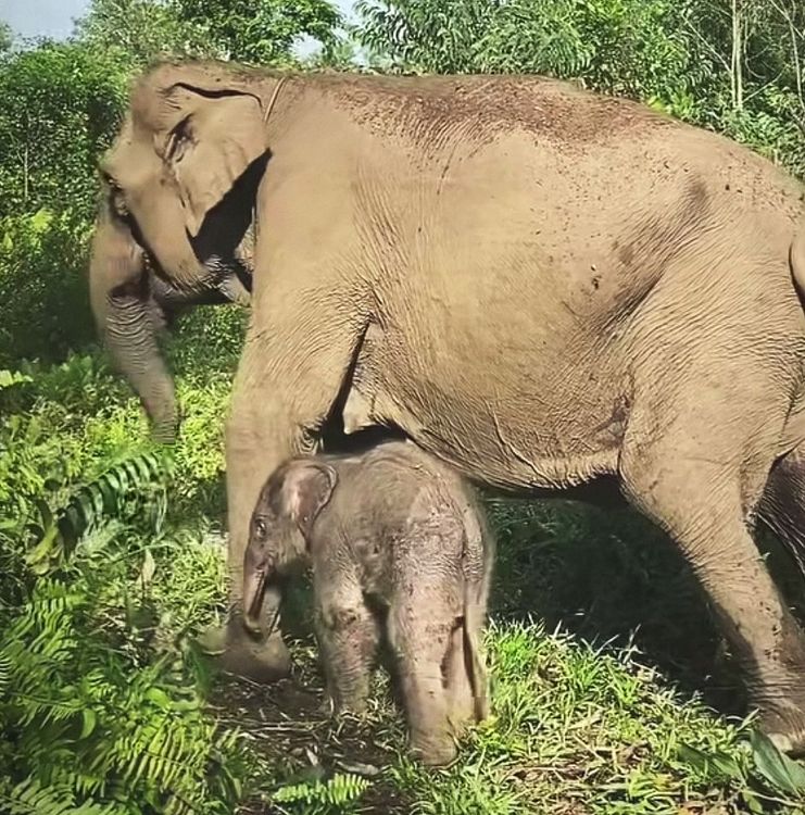 anak-gajah-lahir-di-camp-elephants-flying-squad-taman-nasional-tesso-nilo