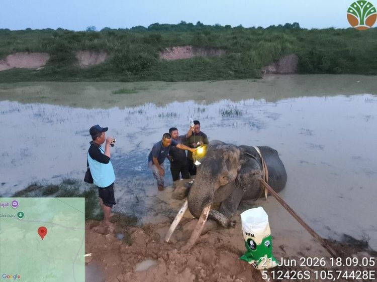 Tiga Dekade Mengabdi bagi Konservasi, Gajah Jinak 'Indra' Tutup Usia di TN Way Kambas