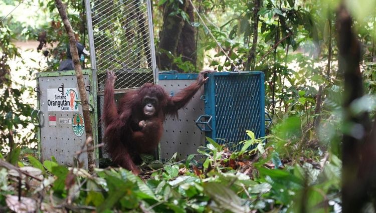 Kembali ke Rumah, Kemenhut Lepasliarkan Lima Individu Orangutan Tahap Ke-18 ke Taman Nasional Betung Kerihun