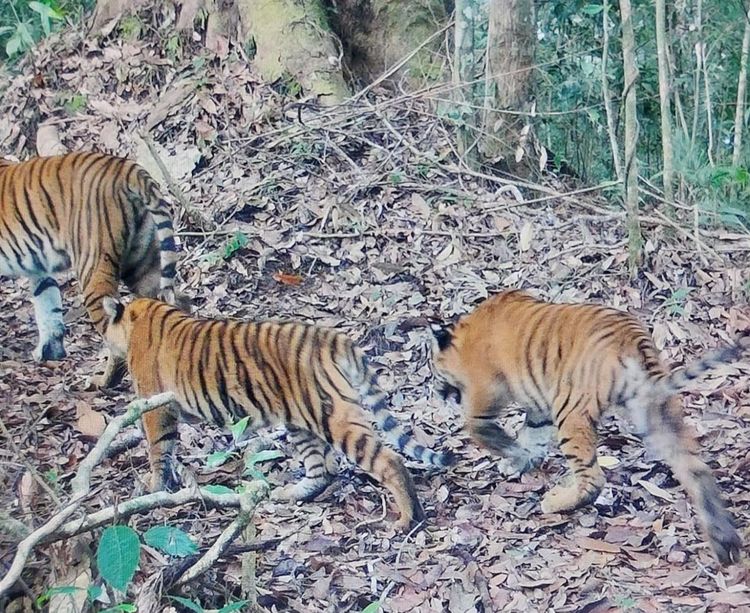 Anak Harimau Sumatra yang Terdeteksi pada Tahun 2025 Kembali Terpantau Tumbuh Sehat di Alam Liar