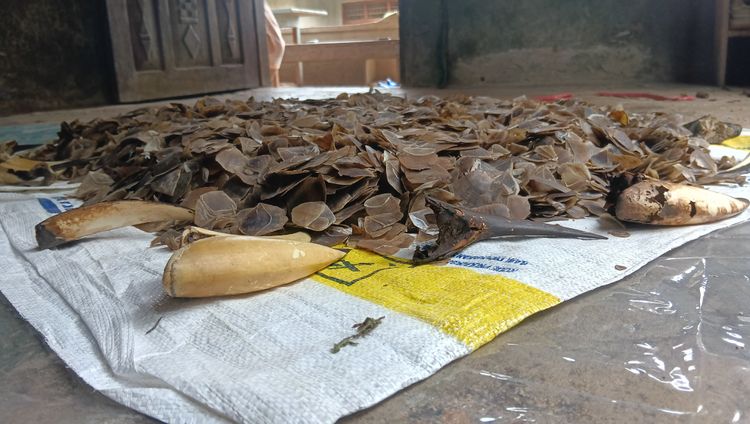 Kemenhut Gagalkan Penjualan Sisik Trenggiling dan Paruh Rangkong di Kota Padang