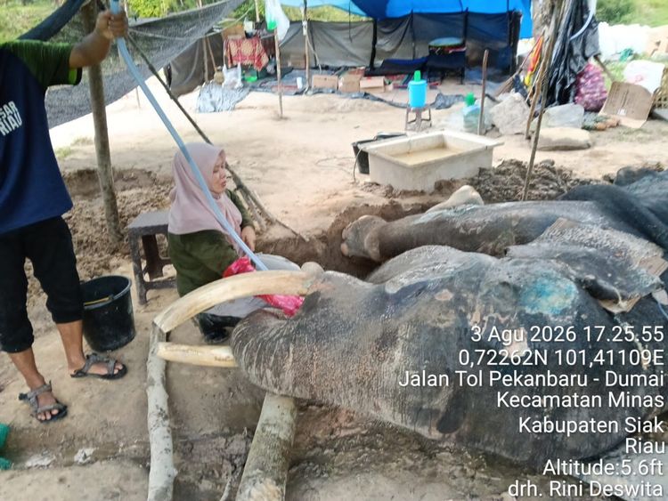 kabar-duka-dari-plg-minas-gajah-binaan-jovi-tutup-usia-setelah-34-hari-perawatan-intensif