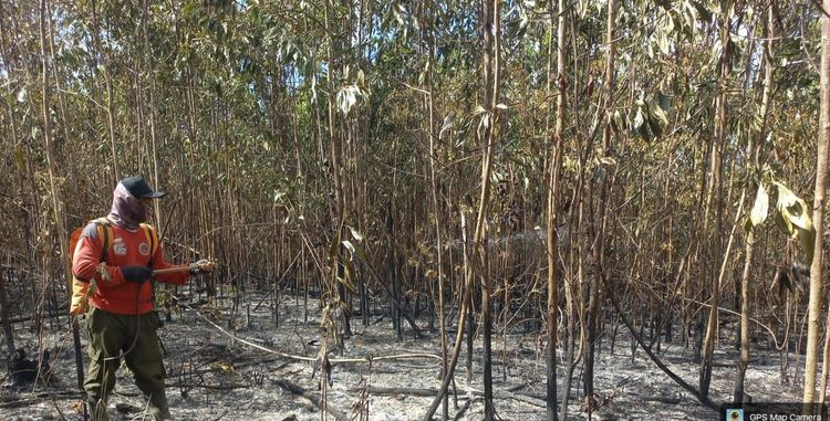 Kementerian Kehutanan Lakukan Deteksi Dini Karhutla pada Areal PBPH di Kalsel