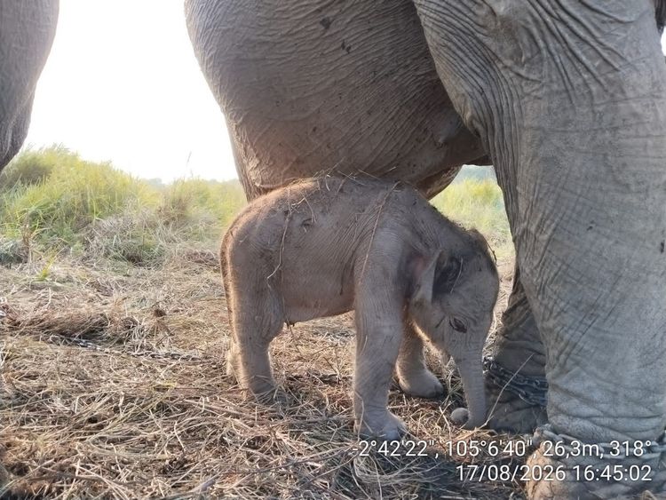 Kado Istimewa HUT ke-81 RI: Anak Gajah Sumatera Lahir Sehat di PKG Jalur 21 Padang Sugihan