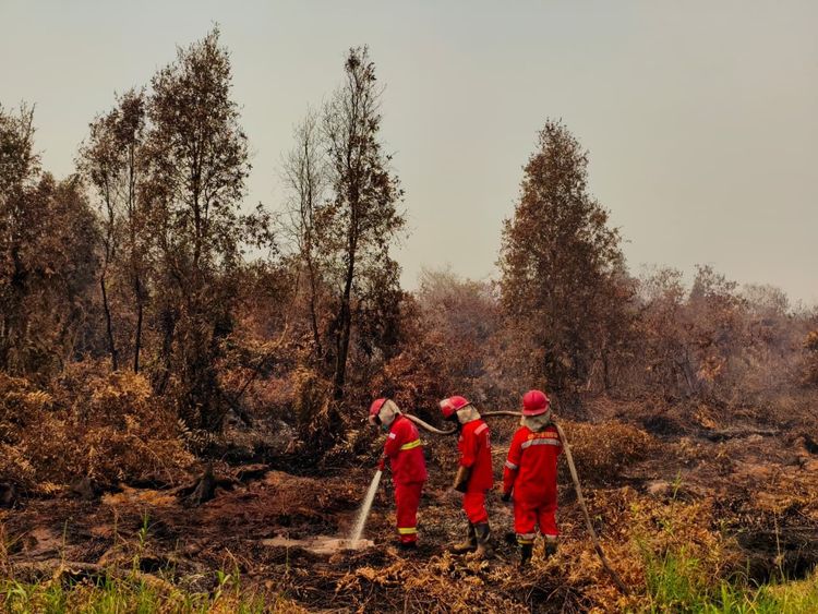 Pemerintah Perkuat Operasi Terpadu Karhutla di Kalimantan, Tambah Dukungan Udara dan Pemadaman Darat