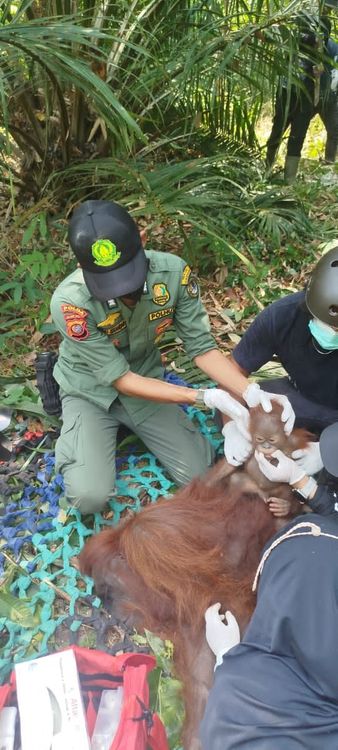 mitigasi-risiko-kemarau-kemenhut-bergerak-cepat-selamatkan-dan-translokasikan-orangutan-di-kalimantan-barat