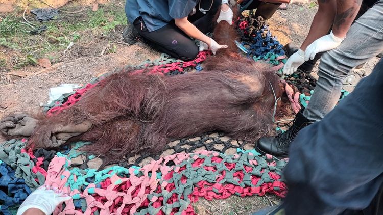 Kemenhut Evakuasi Orangutan dalam Kondisi Lemah dari Lokasi Terdampak Kebakaran di Ketapang