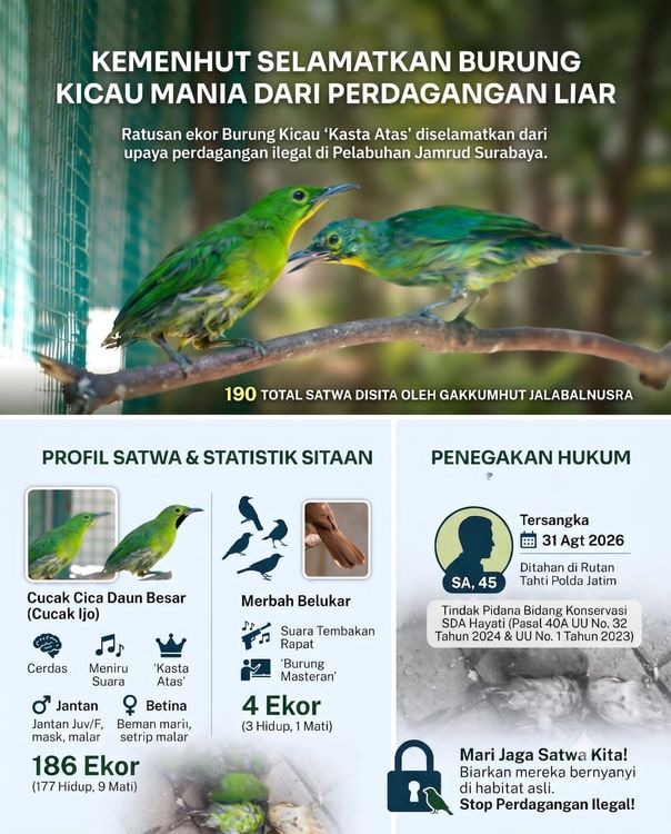 Ini Burung Kicau Mania 'Kasta Atas' yang Diselamatkan Kemenhut dari Pedagangan Liar
