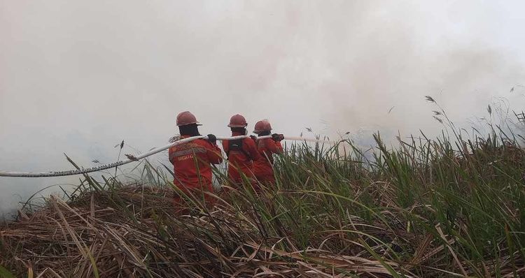 Hotspot Nasional Turun 558 Titik, Kemenhut Perkuat Pengendalian dan Penyelamatan Satwa Terdampak Karhutla