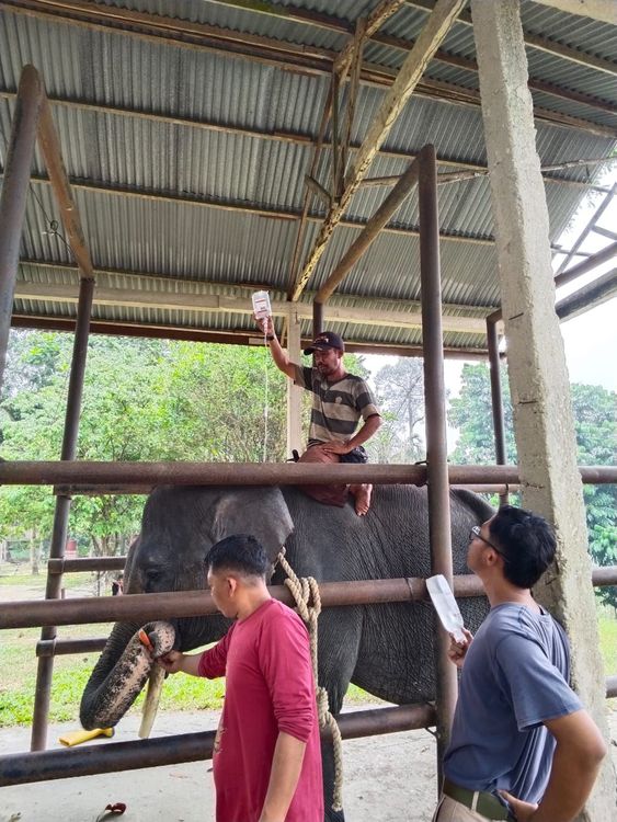 Kabar Duka dari PLG Minas: Gajah Binaan "Diego" Tutup Usia pada umur 17 Tahun