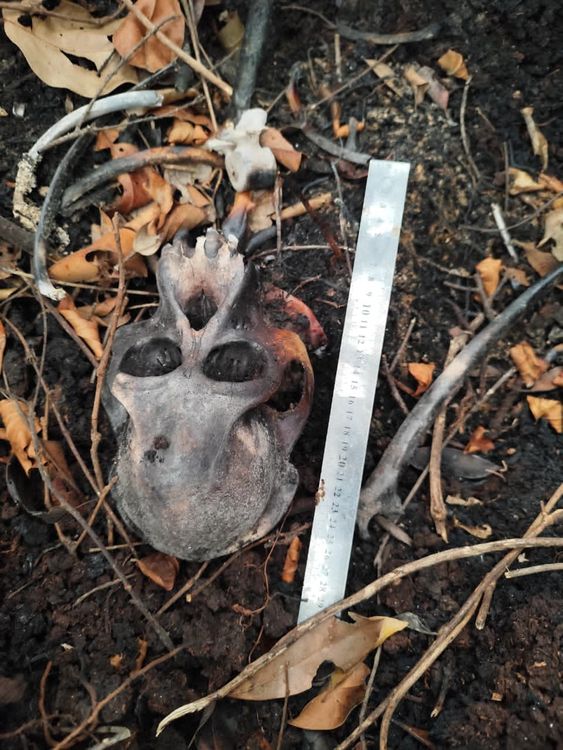 Tim Gabungan Temukan Tengkorak Orangutan di Areal HCV PT KAL - Ketapang Kalbar