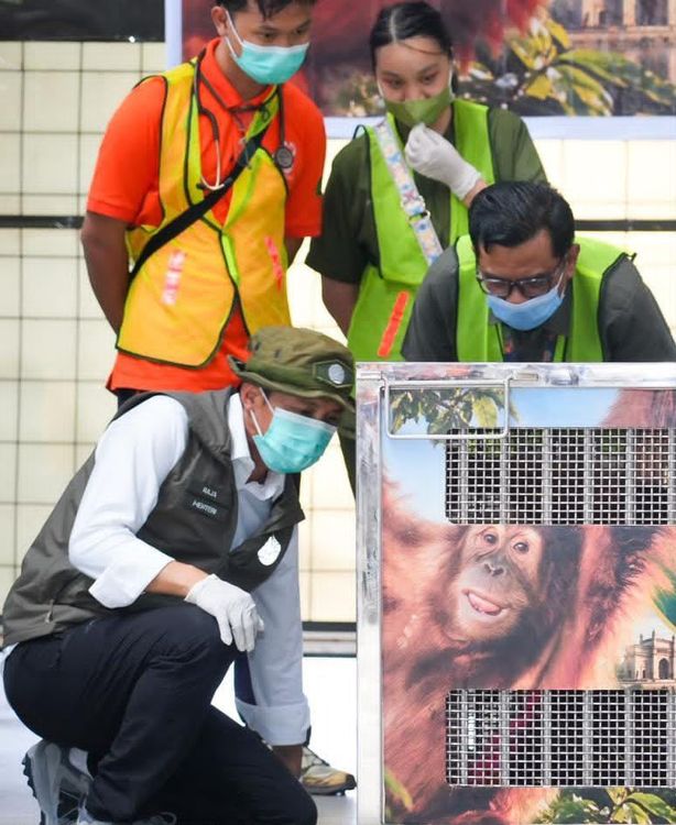 kemenhut-pulangkan-orangutan-sumatera-korban-perdagangan-ilegal-dari-india-rocky-kini-bernama-heera