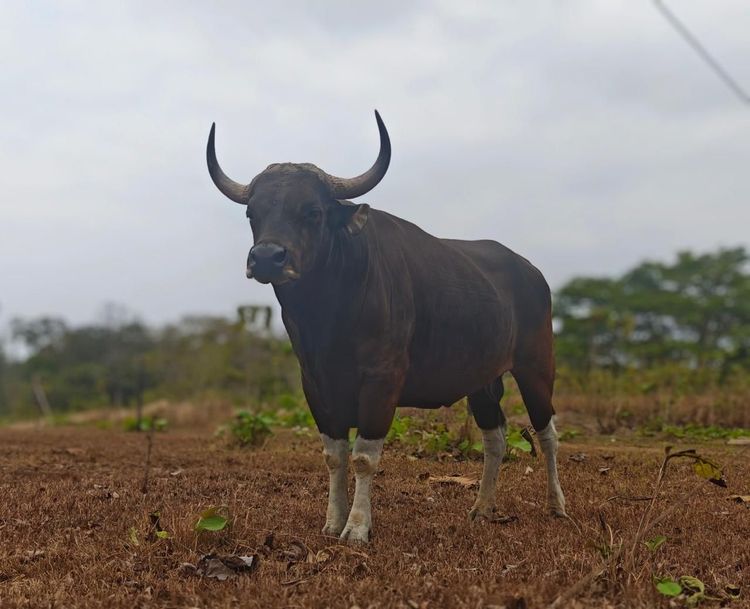 Fakta-fakta Banteng Jawa yang Dijaga Kemenhut dari Kepunahan