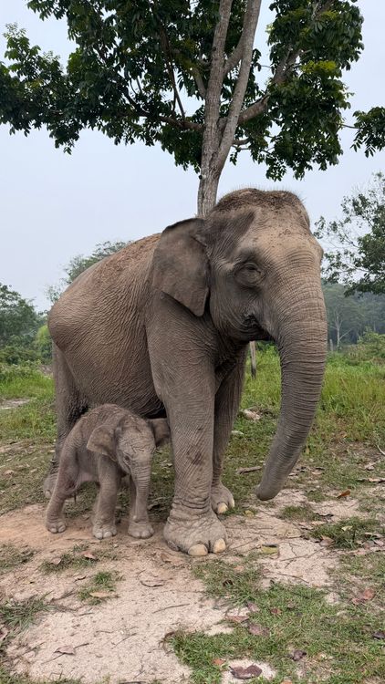 kabar-bahagia-dari-tn-tesso-nilo-gajah-sumatera-lisa-lahirkan-anak-jantan-sehat