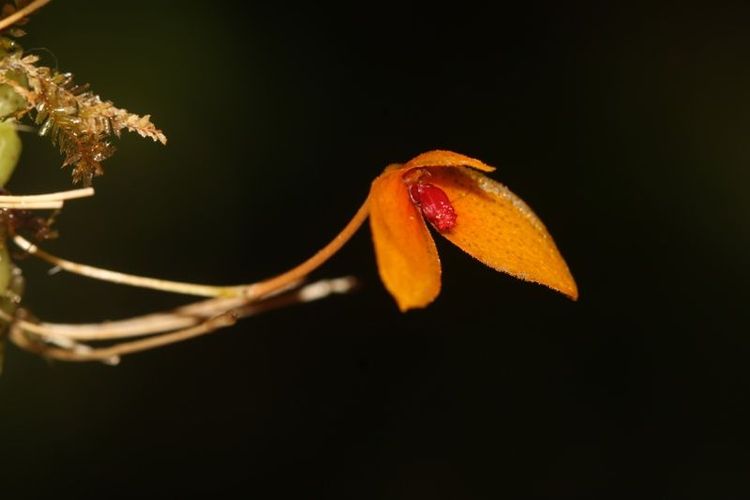 penemuan-spesies-baru-anggrek-kalimantan-bulbophyllum-bukitrayaense