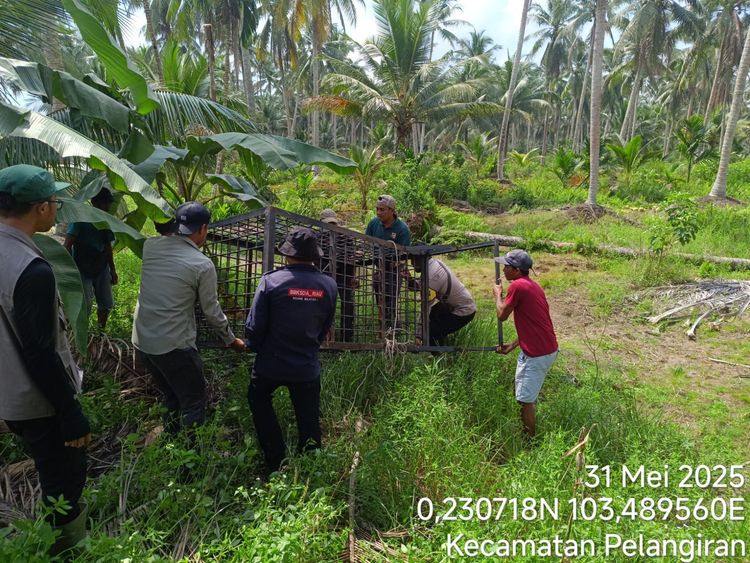 Penanganan Interaksi Negatif Harimau Sumatera di Kab. Indragiri Hilir, Riau